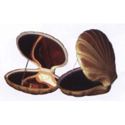 COQUILLE ST JACQUES MIROIR OR